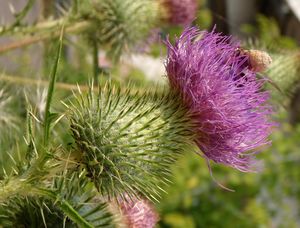 Pcháč obecný (Cirsium vulgare)