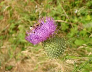 Pcháč obecný (Cirsium vulgare)