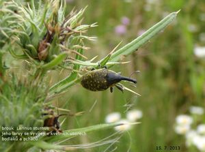 Pcháč obecný (Cirsium vulgare)