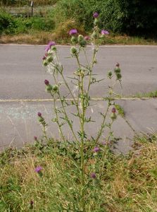 Pcháč obecný (Cirsium vulgare)