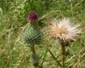 Pcháč obecný (Cirsium vulgare)