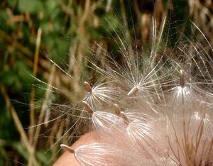 Pcháč obecný (Cirsium vulgare)