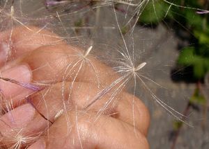 Pcháč obecný (Cirsium vulgare)