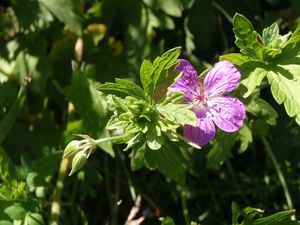 Kakost bahenní (Geranium palustra l.)