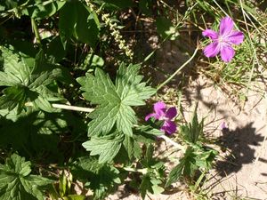 Kakost bahenní (Geranium palustra l.)