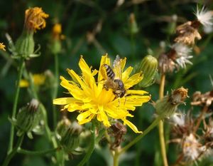 Škarda dvouletá (Crepis biennis)