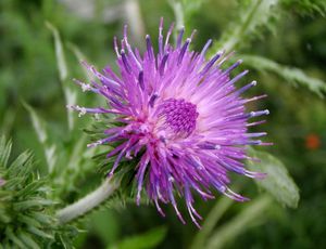 Bodlák kadeřavý (Carduus cripus)