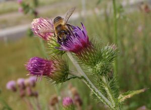 Bodlák kadeřavý (Carduus cripus)