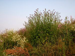 Bodlák kadeřavý (Carduus cripus)