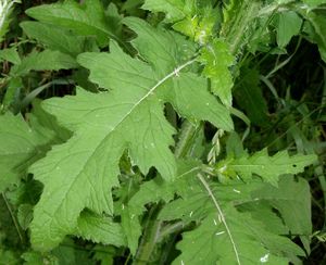 Bodlák kadeřavý (Carduus cripus)