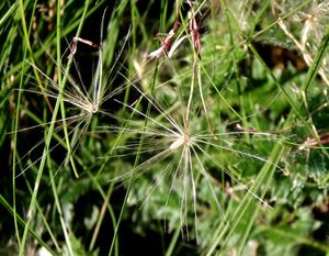 Pcháč bezlodyžný (Cirsium acaule)