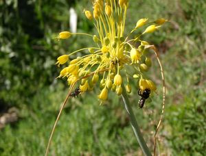 Česnek žlutý (Allium flavum)