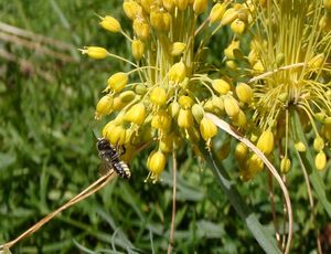 Česnek žlutý (Allium flavum)