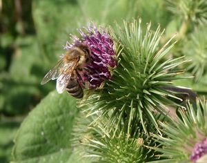 Lopuch  (Arctium )