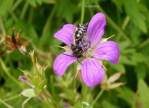 Kakost bahenní (Geranium palustra l.)