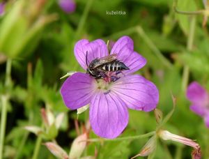 Kakost bahenní (Geranium palustra l.)