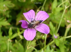 Kakost bahenní (Geranium palustra l.)