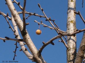 Jinan dvoulaločný (Ginko biloba)