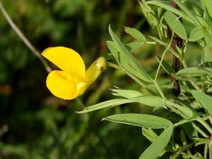 Hrachor luční (Lathyrus pratensis L.)