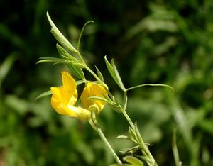 Hrachor luční (Lathyrus pratensis L.)