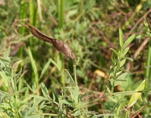 Hrachor luční (Lathyrus pratensis L.)