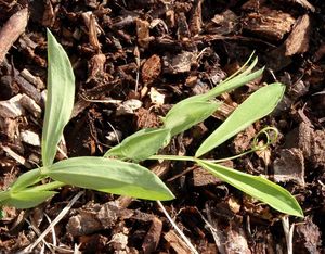 Hrachor luční (Lathyrus pratensis L.)