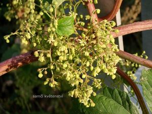 Chmel otáčivý (Humulus lupulus)