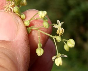 Chmel otáčivý (Humulus lupulus)