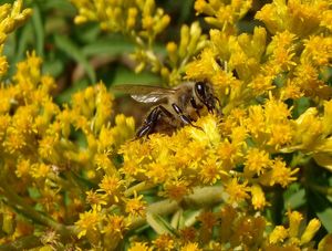 Zlatobýl kanadský (Solidago canadensis)