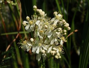 Tužebník obecný (Filipendula vulgaris)