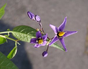 Lilek potměchuť (Solanum dulcamara)