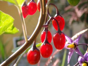 Lilek potměchuť (Solanum dulcamara)