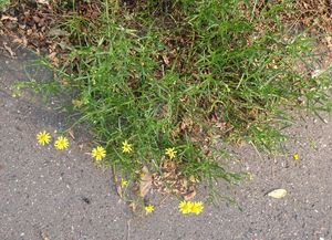 Starček úzkolistý (Senecio inaequidens)