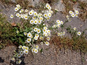 Turan roční (Erigeron annuus)