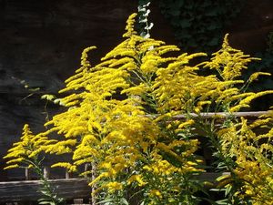 Zlatobýl kanadský (Solidago canadensis)