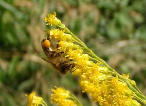 Zlatobýl kanadský (Solidago canadensis)