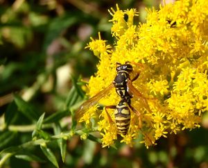 Zlatobýl kanadský (Solidago canadensis)