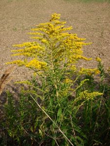 Zlatobýl obrovský (Solidago gigantea)