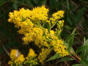 Zlatobýl obrovský (Solidago gigantea)