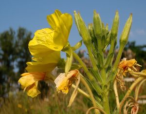 Pupalka  (Oenothera  sp.)