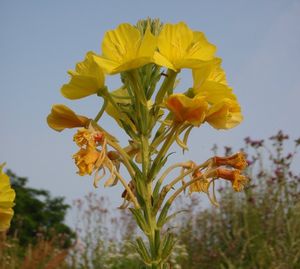 Pupalka  (Oenothera  sp.)