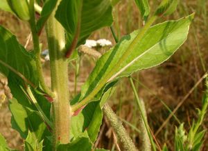 Pupalka  (Oenothera  sp.)