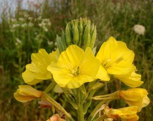 Pupalka  (Oenothera  sp.)