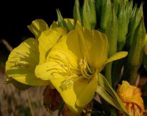 Pupalka  (Oenothera  sp.)