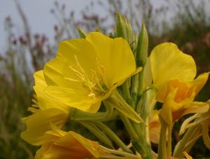 Pupalka  (Oenothera  sp.)