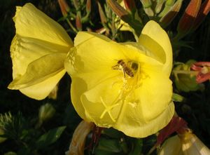 Pupalka rudokališní (Oenothera glazioviana)