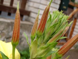 Pupalka rudokališní (Oenothera glazioviana)