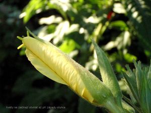 Pupalka rudokališní (Oenothera glazioviana)