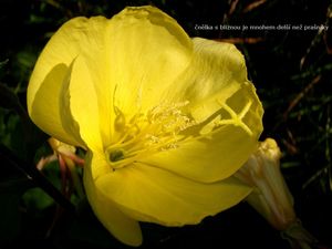 Pupalka rudokališní (Oenothera glazioviana)