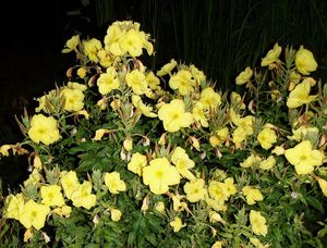 Pupalka rudokališní (Oenothera glazioviana)